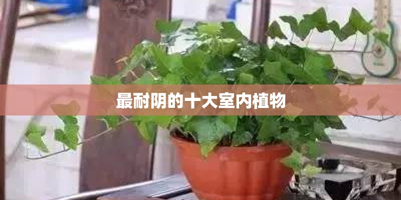 最耐阴的十大室内植物 最耐阴的十大室内植物