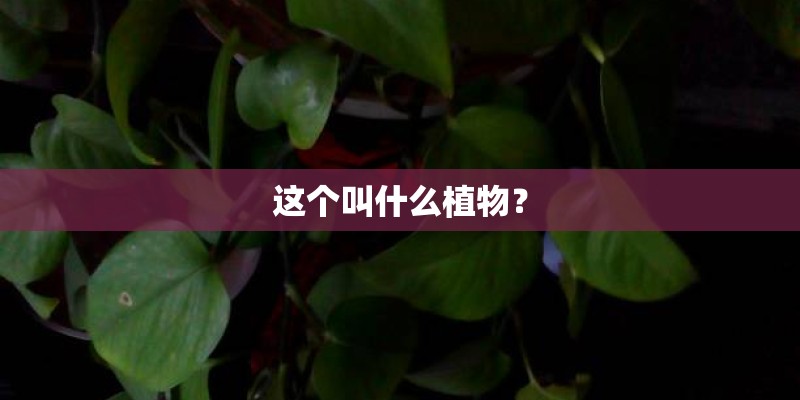 这个叫什么植物？