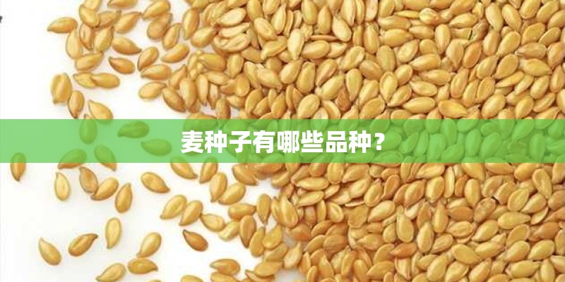 麦种子有哪些品种？