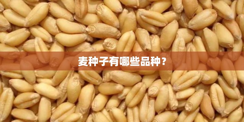 麦种子有哪些品种？