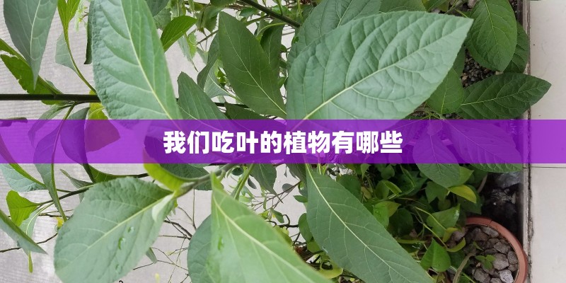 我们吃叶的植物有哪些