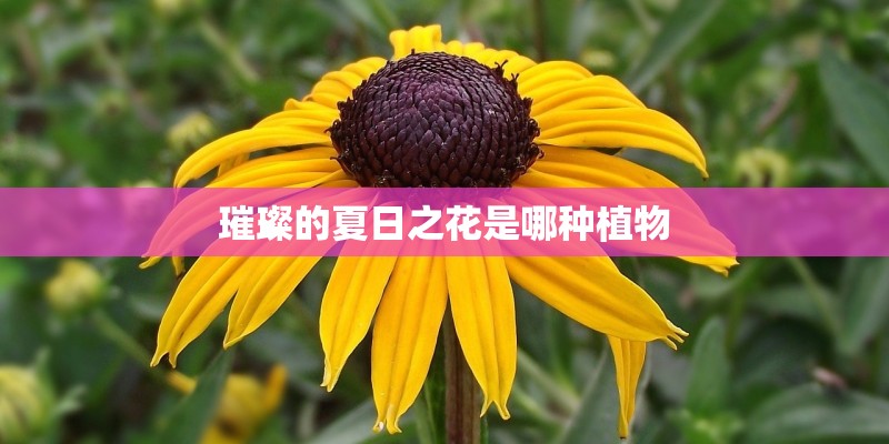 璀璨的夏日之花是哪种植物