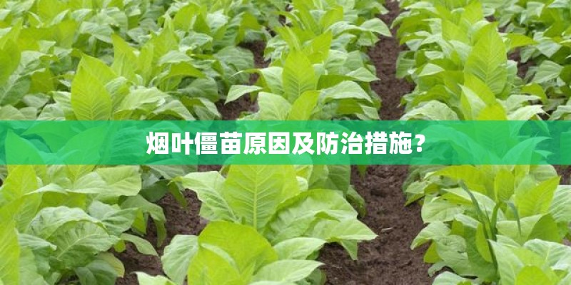 烟叶僵苗原因及防治措施？
